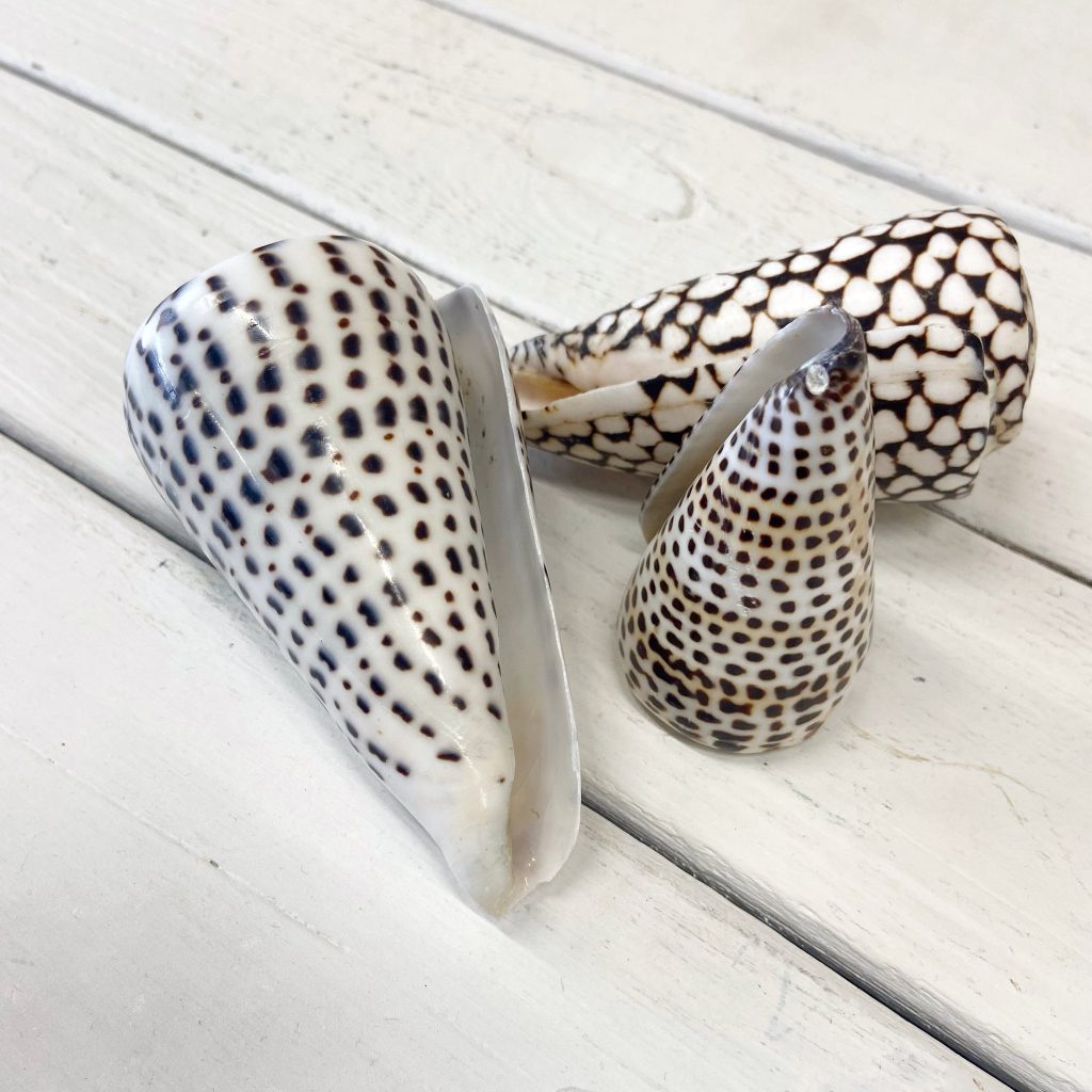 Schelp | Cone | ± 8,5 cm - Afbeelding 2