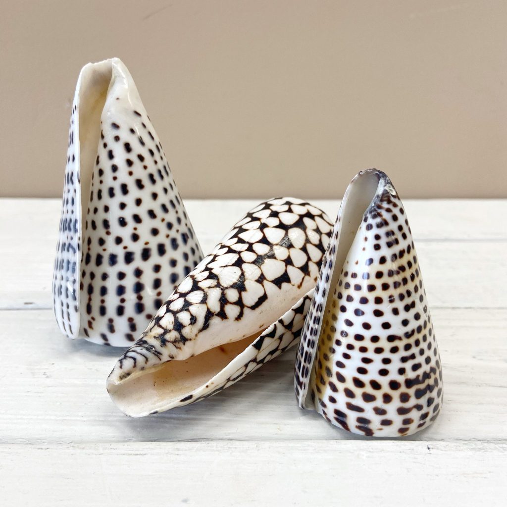 Schelp | Cone | ± 8,5 cm - Afbeelding 3